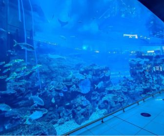 Birthday Entry at Dubai Aquarium Underwater Zoo