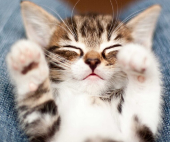 Our Pawsitive Journey: Adopting a Cat in Dubai