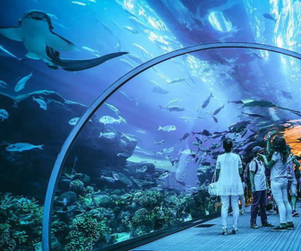 dubai aquarium