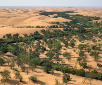 Sustainable Development in Dubai: A Green Transformation in the Desert